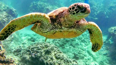 Sea Turtle Stock Photos