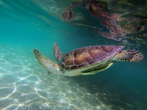 Sea turtle Stock Photos
