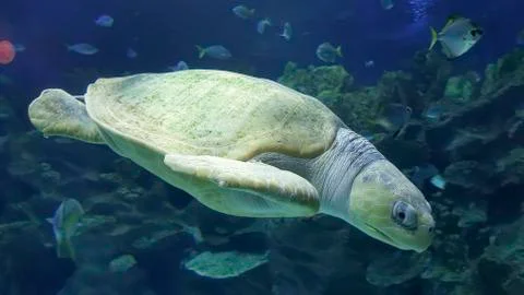 Sea turtle Stock Photos