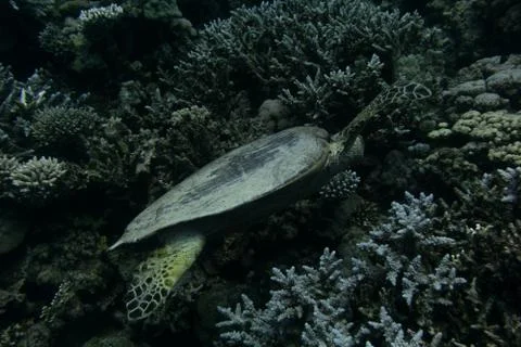 Sea Turtle Photos