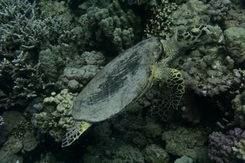 Sea Turtle Photos