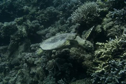 Sea Turtle Photos