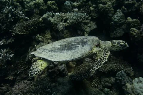 Sea Turtle Photos