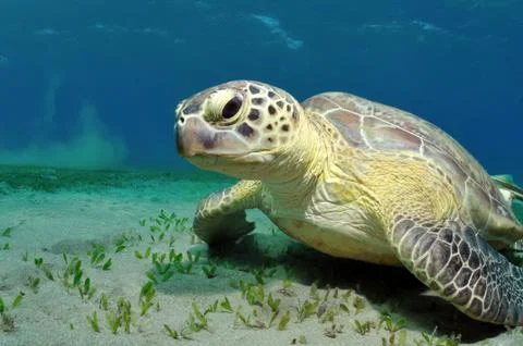 Sea turtle Stock Photos