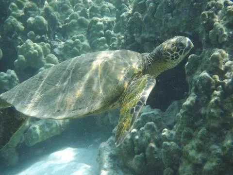 Sea Turtle Stock Photos