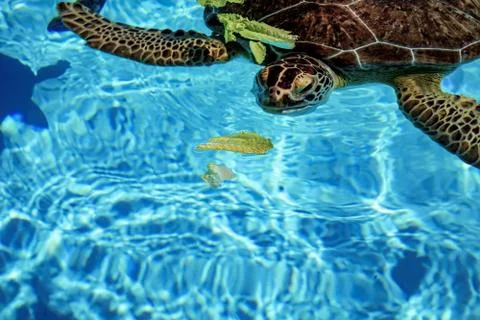 Sea Turtle Stock Photos