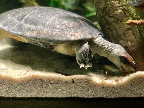 Sea turtle Stock Photos