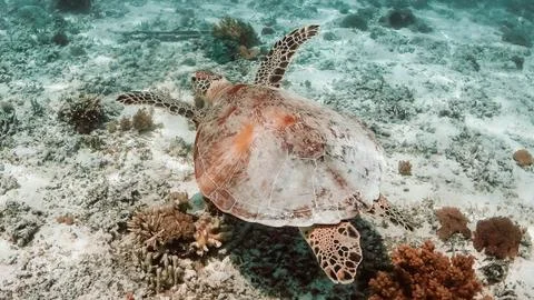 Sea turtle Foto stock