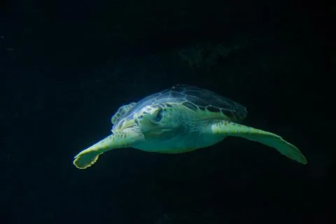 Sea turtle Stock Photos