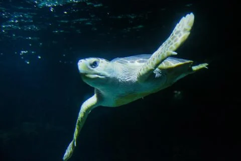 Sea turtle Stock Photos