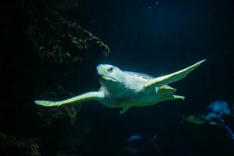 Sea turtle Stock Photos