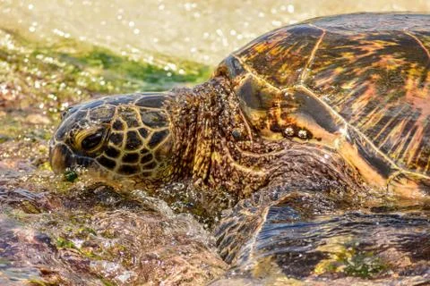 Sea Turtle Foto stock
