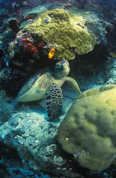 Sea Turtle Stock Photos