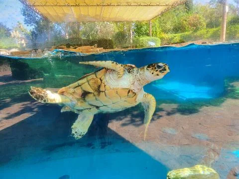 Sea Turtle Stock Photos