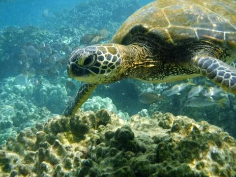 Sea Turtle Stock Photos