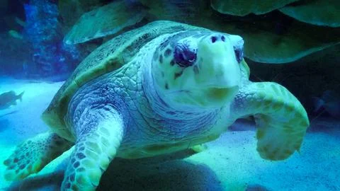 Sea Turtle Stock Photos