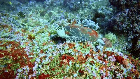 Sea turtle Stock Photos