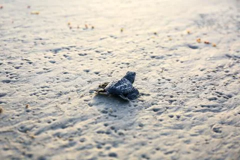 Sea turtle  Stock Photos