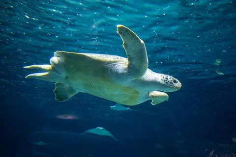 Sea turtle Stock Photos