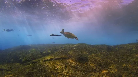 Sea Turtle &amp; Pipe Fish.Dramatic Sunlit Sea Surface Waves.Blue Sunlit Sea Surface Stock Footage 119520476