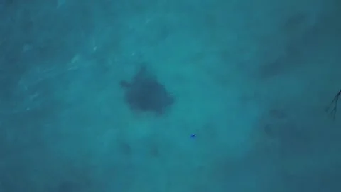 Sea turtle with plastic contaminated ocean pollution. Lovely aerial view drone Stock Footage 344610074