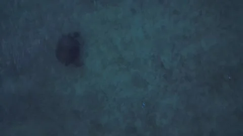 Sea turtle with plastic contaminated ocean pollution Dramatic aerial view drone Stock Footage 344621043