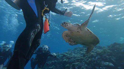 Sea Turtle Playing with Divers Video stock 102292380