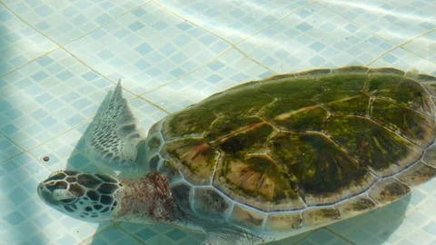 Sea turtle in the pool Stock Footage 101833459