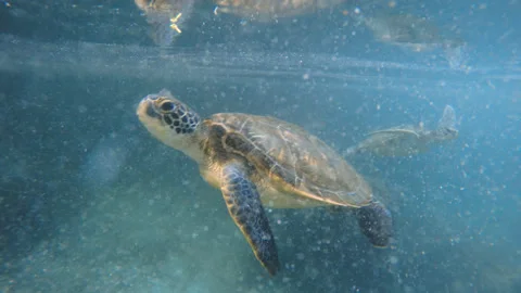 Sea turtle in a pool Stock Footage 167564305