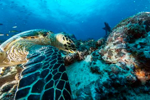 Sea Turtle portrait close up while looking at you and swimming in the deep bl Stock Photos