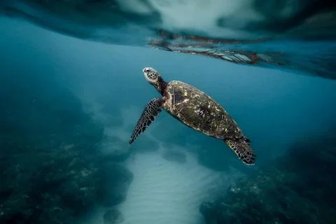A sea turtle is preparing to surface Stock Photos
