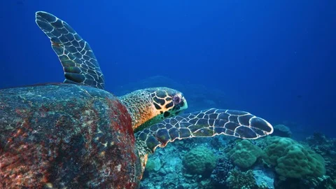 Sea turtle in pristine coral environment Stock Footage 111741468