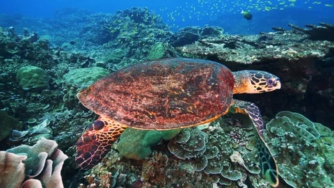 Sea turtle in pristine coral environment Video stock 111741480