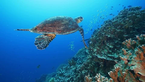 Sea turtle in pristine coral environment Stock Footage 111741497