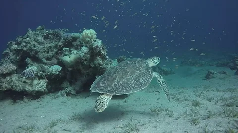 Sea turtle red sea diving Stock-Footage 94254092