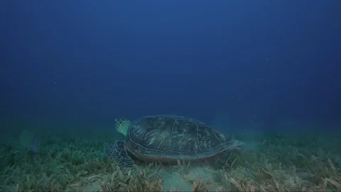 Sea turtle   red sea egypt underwater world Stock-Footage 107337161