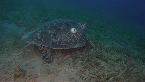 Sea turtle   red sea egypt underwater world Video stock 107337702