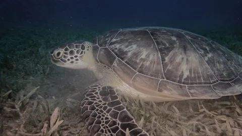 Sea turtle   red sea egypt underwater world Stock-Footage 107343165