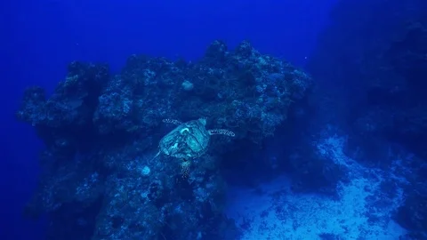 Sea Turtle on Reef 2 Stock Footage 80646228