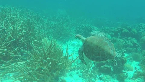 Sea turtle on a reef Stock Footage 80222435