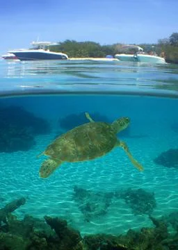 A sea turtle on a reef Stock Photos