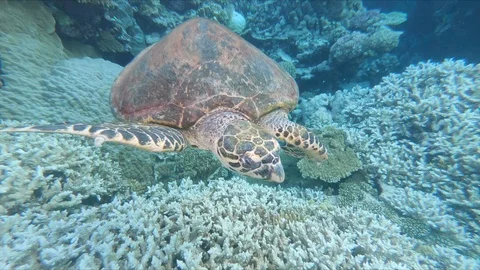 Sea Turtle relaxing in wave currents Vídeos de archivo 102292496