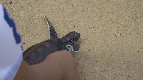 Sea turtle release at the sea Stock Footage 97275439