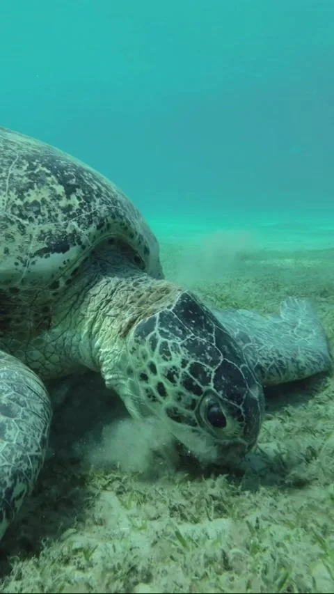 Sea turtle with Remora fish on shell eats sea grass on the seabed Stock Footage 232765060