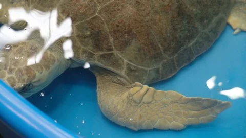 Sea Turtle Rescue 10 Stock Footage 108757608