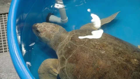 Sea Turtle Rescue 11 Stock Footage 108757670