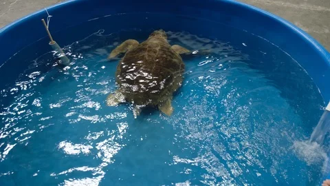 Sea Turtle Rescue 2 Stock Footage 108756882