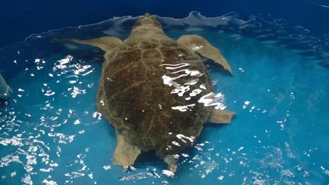 Sea Turtle Rescue 3 Stock Footage 108757063