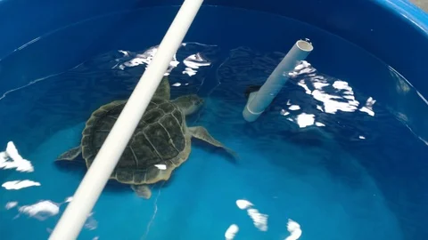 Sea Turtle Rescue 5 Stock Footage 108757326