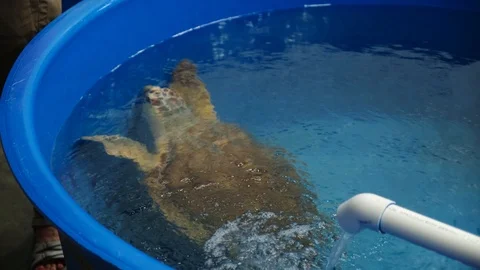 Sea Turtle Rescue 6 Video stock 108757447